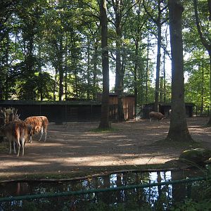 Guanaco paddock, 2020-10-10