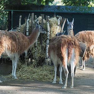 Feeding guanacos (Lama guanicoe), 2020-10-10