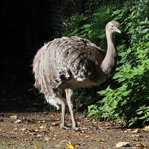 Darwin's rhea (Rhea pennata), 2020-10-10
