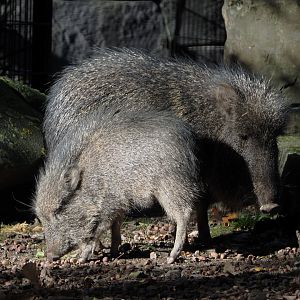 Chacoan peccaries (Catagonus wagneri), 2020-10-10