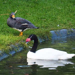 Magellanic flightless steamer duck (Tachyeres pteneres) and Black-necked swan (Cygnus melancoryphus), 2020-10-10