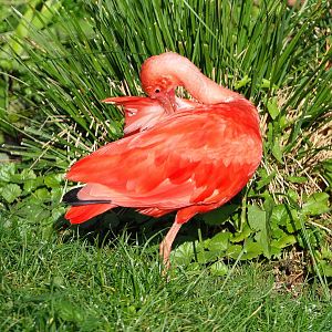 Scarlet ibis (Eudocimus ruber), 2020-10-10