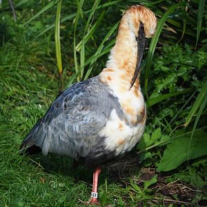 Black-faced ibis (Theristicus melanopis), 2020-10-10