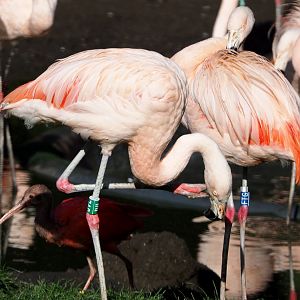 Chilean flamingos (Phoenicopterus chilensis), 2020-10-10
