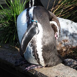 Preening Humboldt penguin (Spheniscus humboldti), 2020-10-10