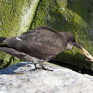 Juvenile Inca tern (Larosterna inca), 2020-10-10