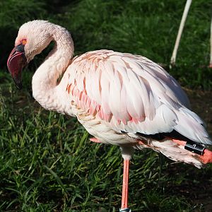 Lesser flamingo (Phoeniconaias minor), 2020-10-10