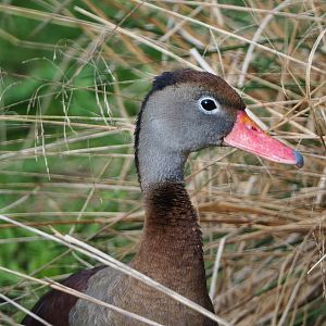 Black-bellied whistling duck (Dendrocygna autumnalis), 2020-10-10