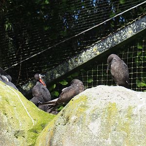 Inca terns (Larosterna inca), 2020-10-10