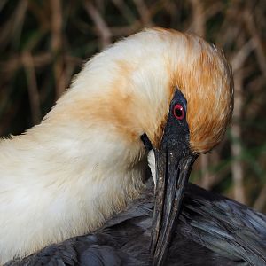 Black-faced ibis (Theristicus melanopis), 2020-10-10