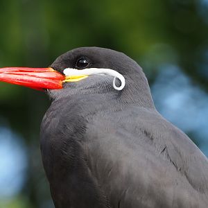 Inca tern (Larosterna inca), 2020-10-10