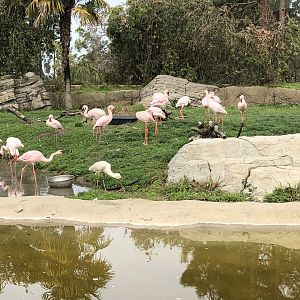 Lesser flamingos/African spoonbill