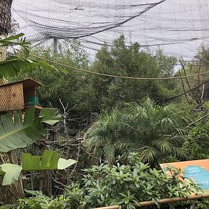 Red-lored amazon/Lilac-crowned amazon exhibit