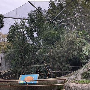 Guira cuckoo exhibit