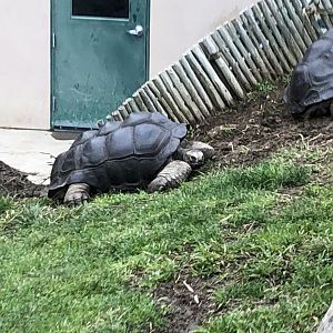 Aldabra giant tortoise