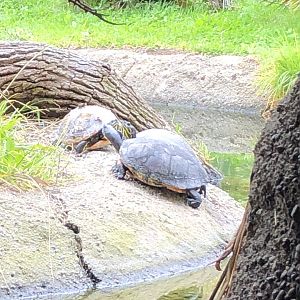 Florida red-bellied turtles