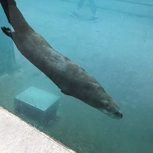 North American river otter