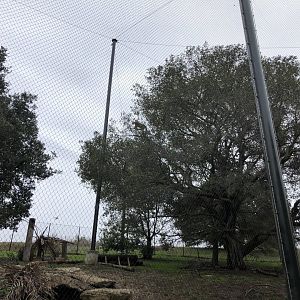 North American cougar exhibit