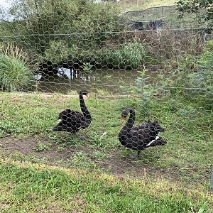 Black Swan (Cygnus atratus) Enclosure