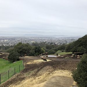 Bison exhibit and Bay Area overlook