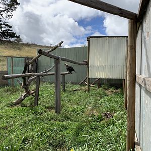 Wedge-tailed Eagle (Aquila audax)