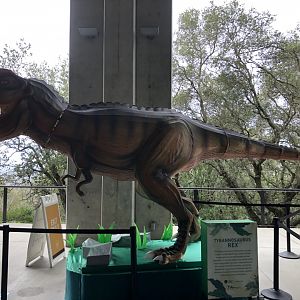 Tyrannosaurus rex