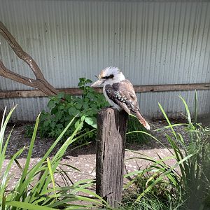 Laughing Kookaburra (Dacelo novaeguineae)