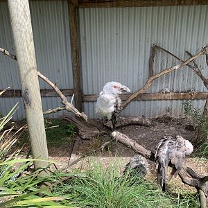 Channel-billed Cuckoo (Scythrops novaehollandiae)