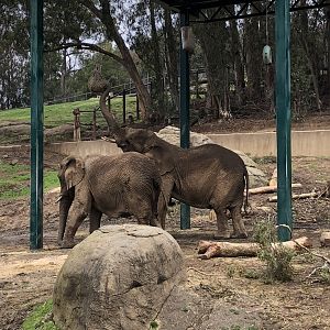 African bush elephants