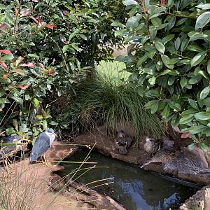 Pied Heron (Egretta picata) & Grey Teal (Anas gracilis)