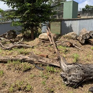 Large Lizard Pit- Shingleback Lizards