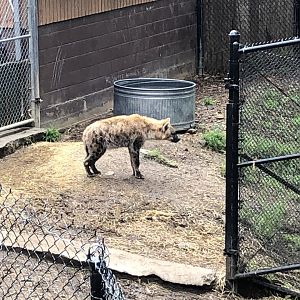 Spotted hyena
