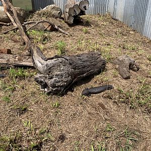 Shingleback Lizard (Tiliqua rugosa)
