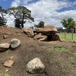 Common Wallaroo Enclosure