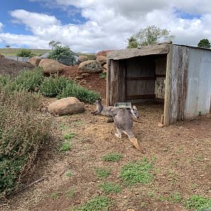 Common Wallaroo (Macropus robustus)