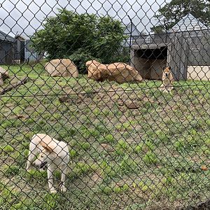 Dingo Enclosure