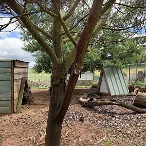 Red-necked Wallaby (Macropus rufogriseus) Enclosure