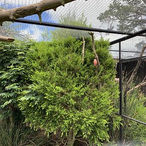 Australian Aviary