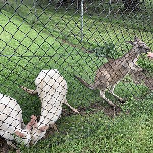 Eastern Grey Kangaroo (Macropus giganteus)