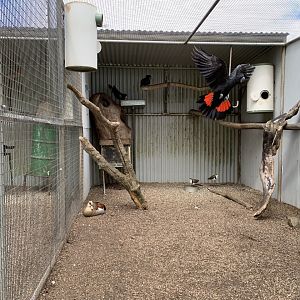 Red-tailed Black Cockatoo (Calyptorhynchus banksii)