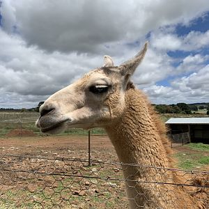 Guanaco/Llama Hybrid