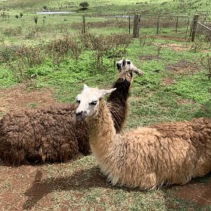 Guanaco/Llama Hybrids