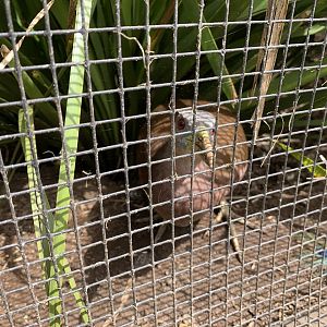 Chestnut Rail (Eulabeornis castaneoventris)