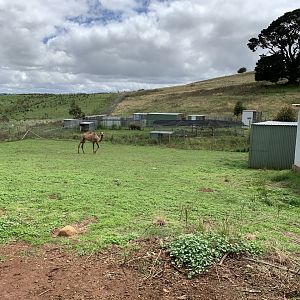 Camel Paddock