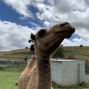 Arabian Camel (Camelus dromedarius)