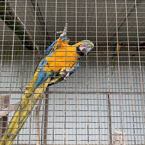Blue-and-yellow Macaw (Ara ararauna)