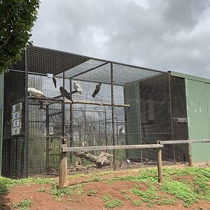 Cockatoo Aviary
