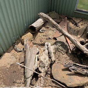 Small Lizard Pit- Blotched Bluetongue