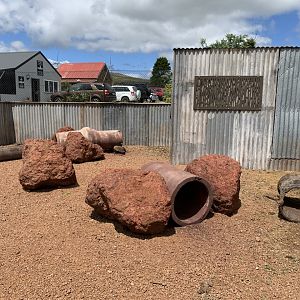 Common Wombat Enclosure