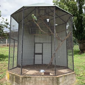 Amazon Parrot Aviary